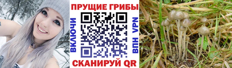 Псилоцибиновые грибы прущие грибы  цена   Богданович 